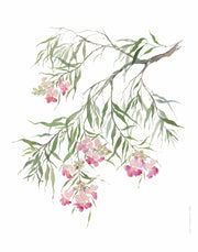 Art Print - Desert Willow No. 0360