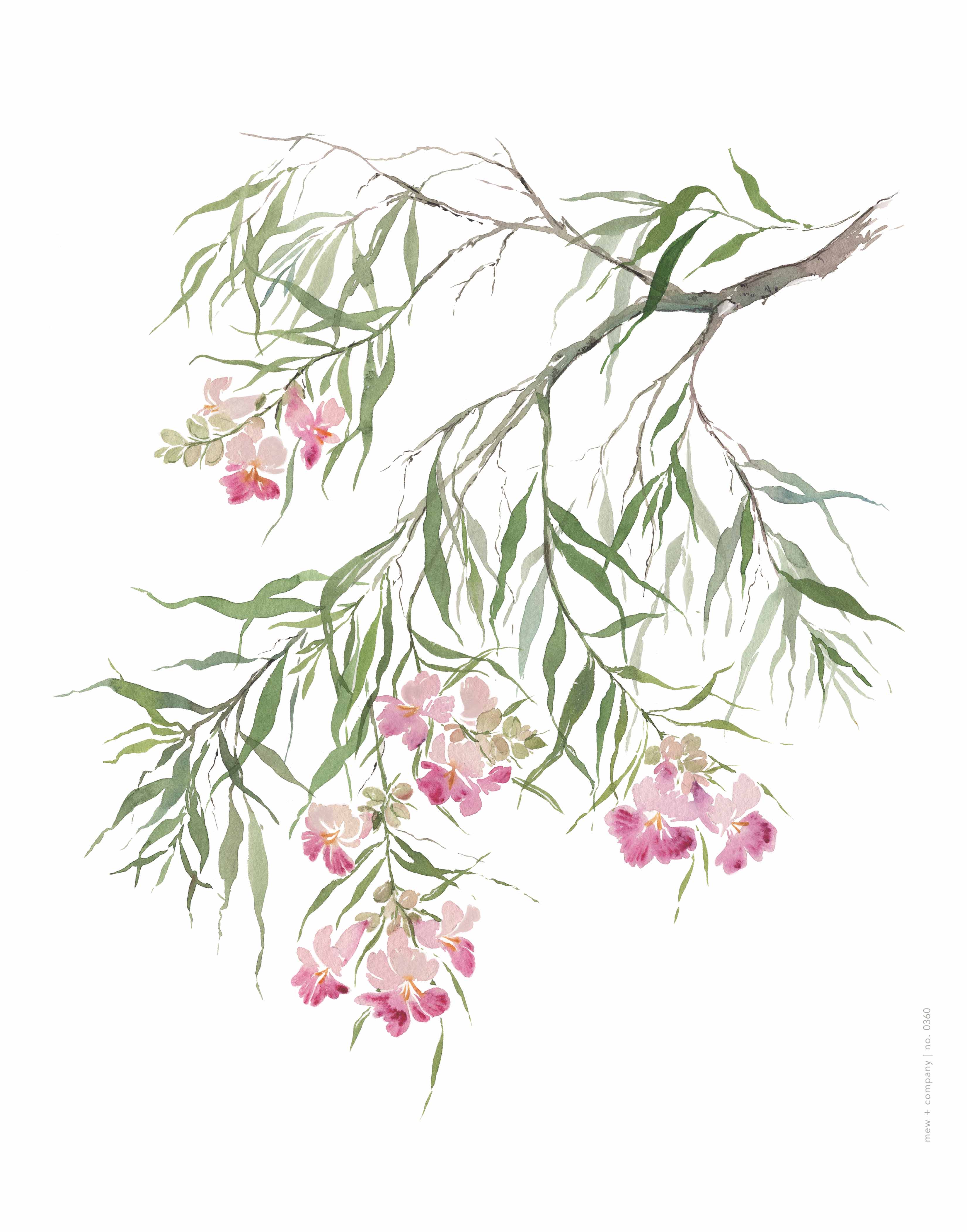Art Print - Desert Willow No. 0360