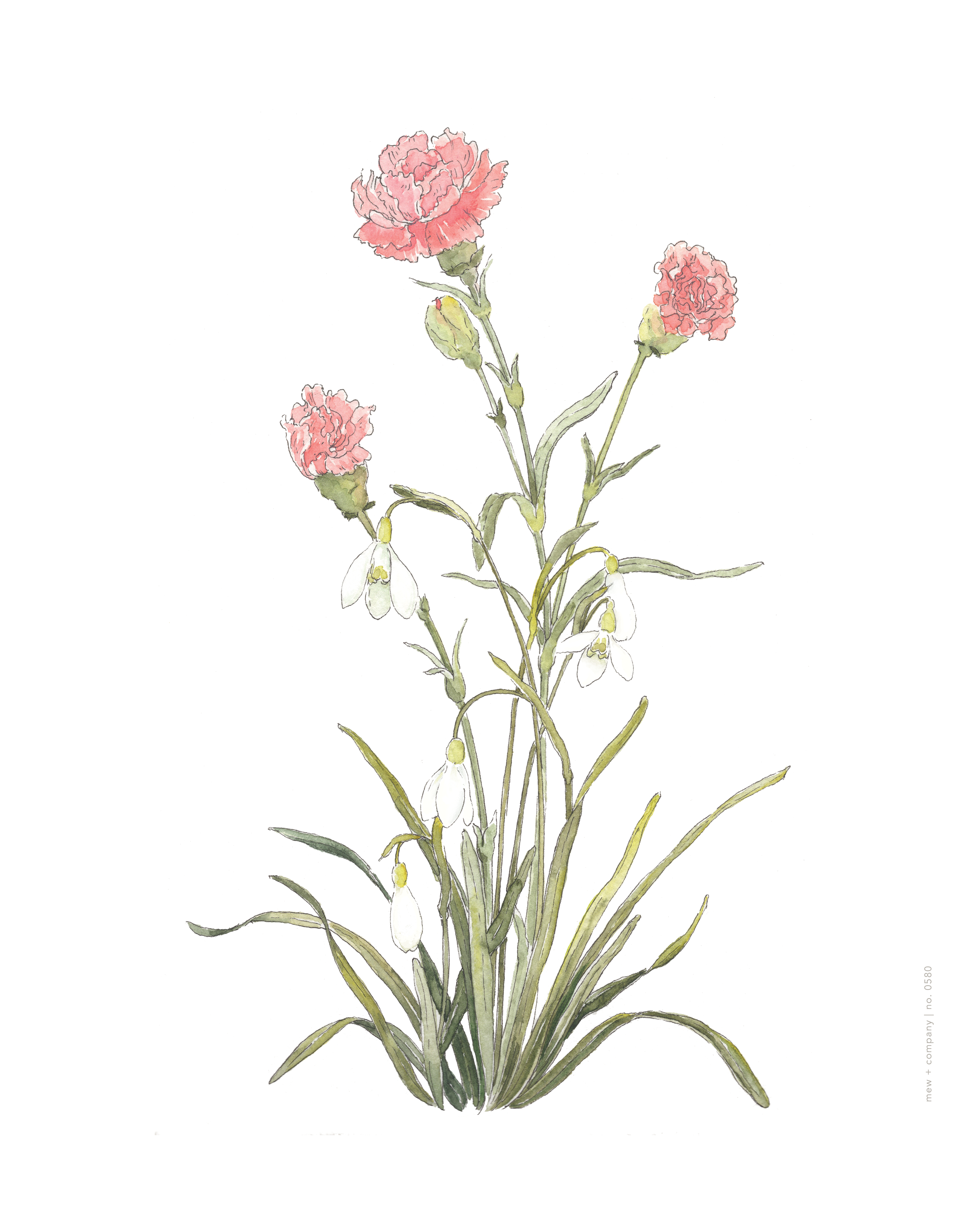Art Print - January, Carnation and Snow Drops No. 0580