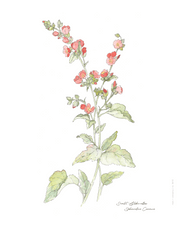 Art Print - Globe Mallow No. 0610