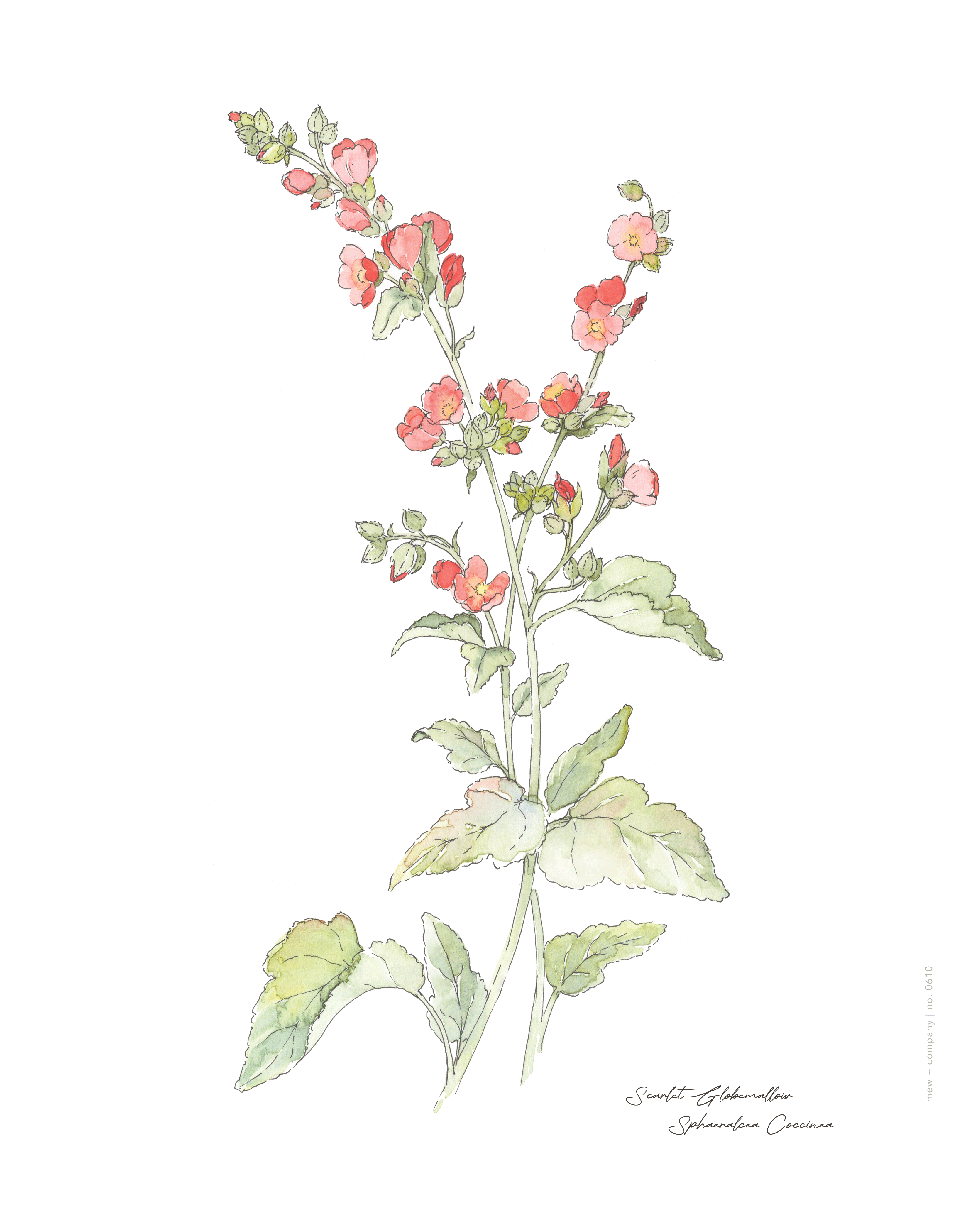 Art Print - Globe Mallow No. 0610