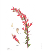 Art Print - Ocatillo No. 0620