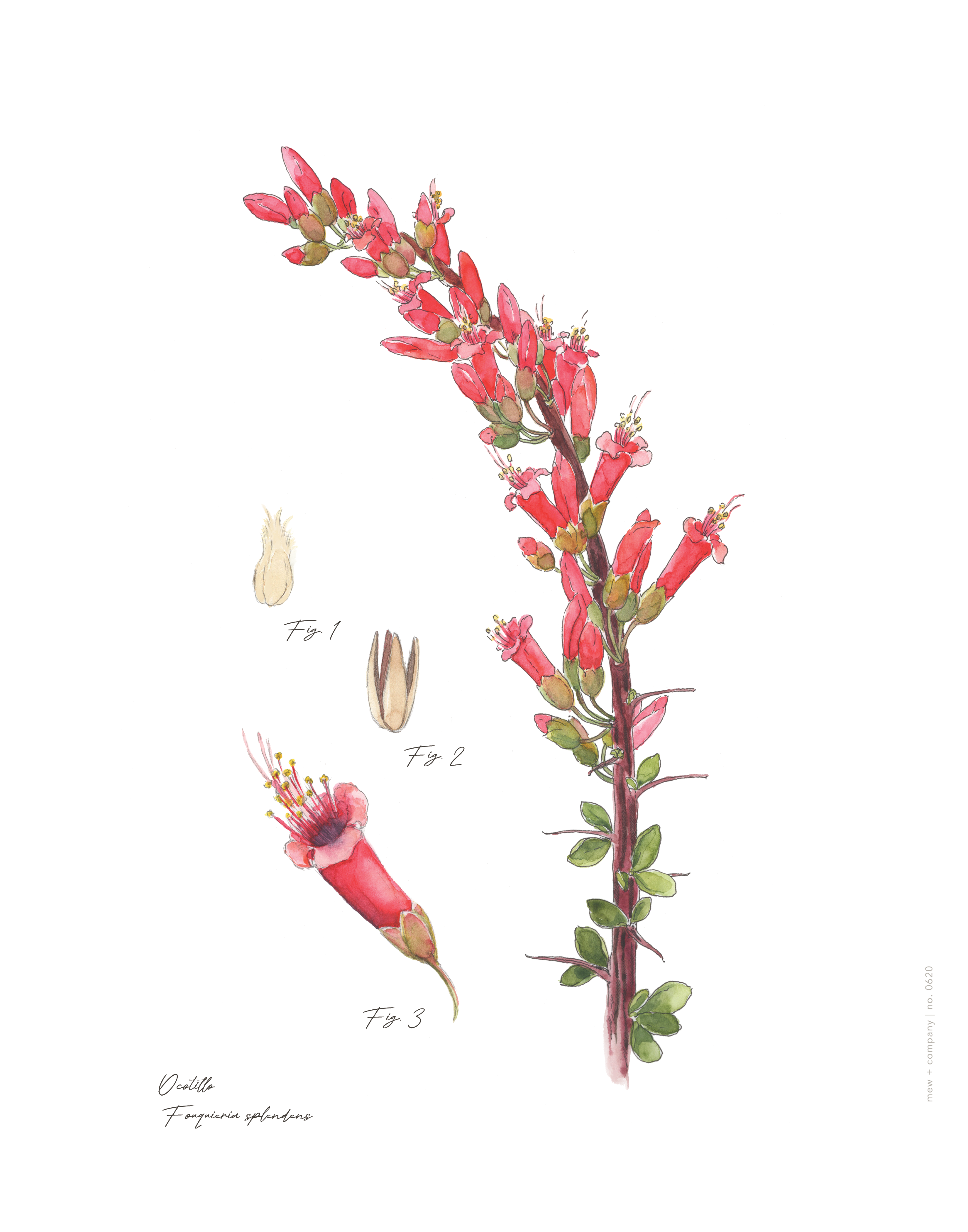 Art Print - Ocatillo No. 0620