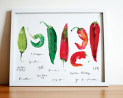 Chile Varieties Print 11x14"