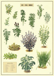 Herbs Poster/Wrap
