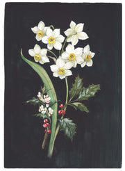 Art Print - December, Narcissus and Holly No. 0590