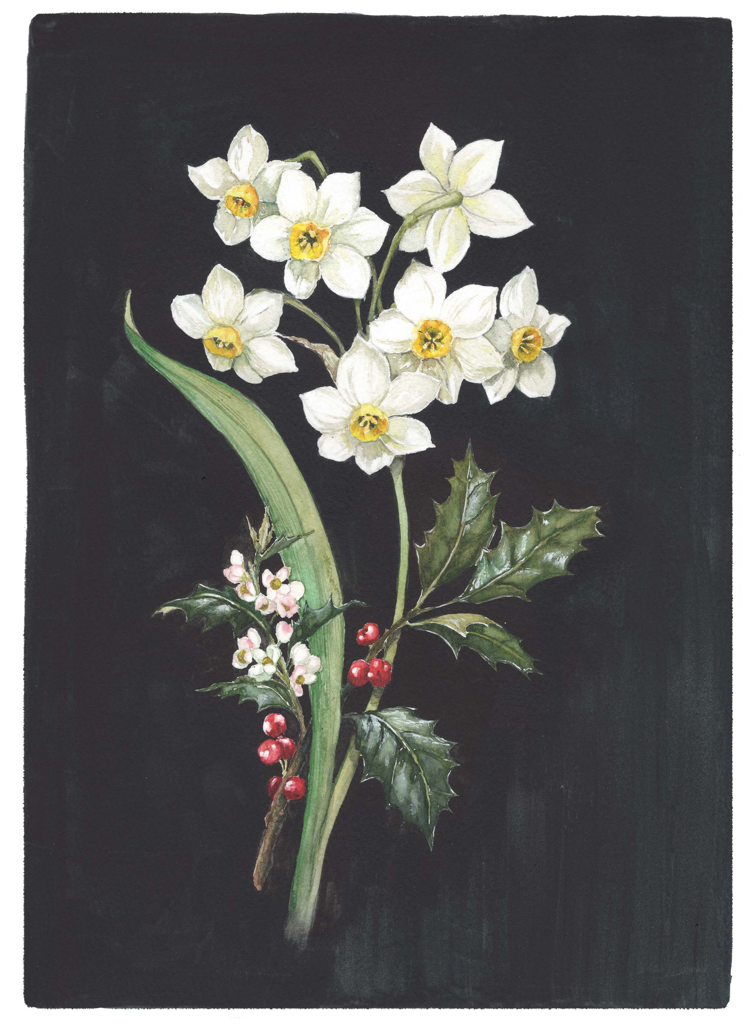 Art Print - December, Narcissus and Holly No. 0590