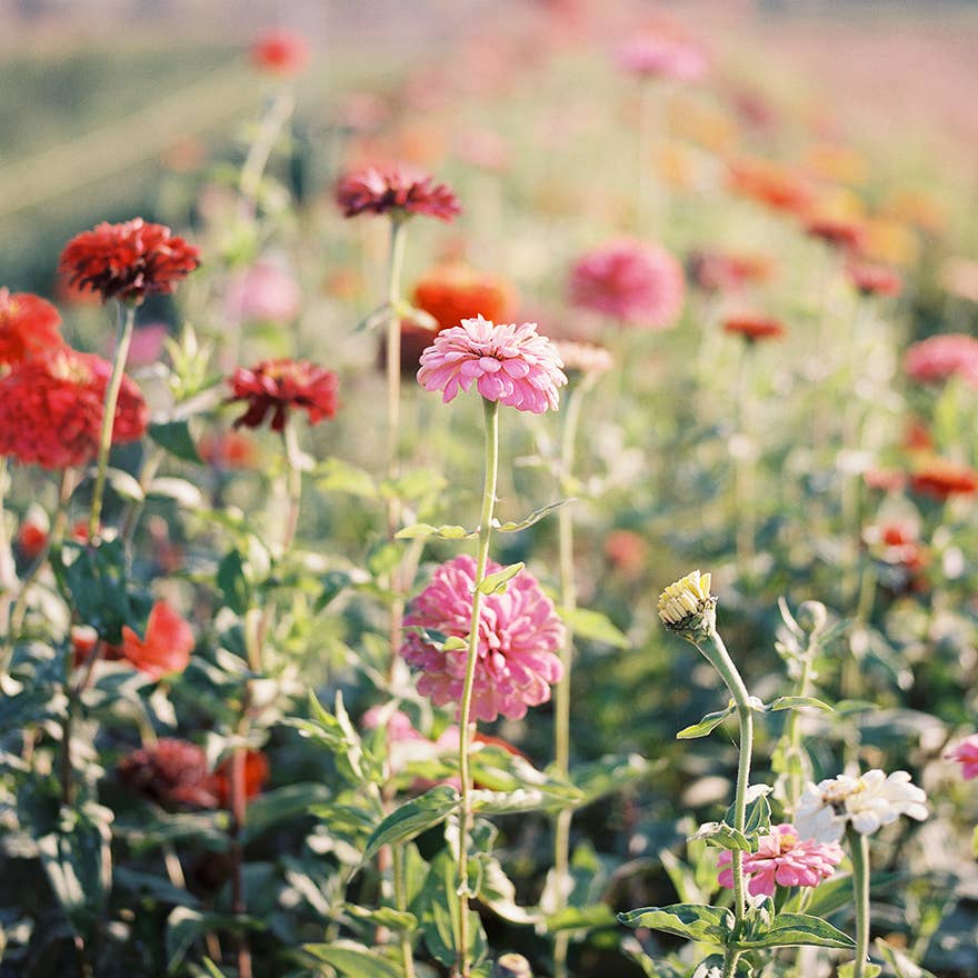 Zinnia Pom Pom Garden Flower Seeds