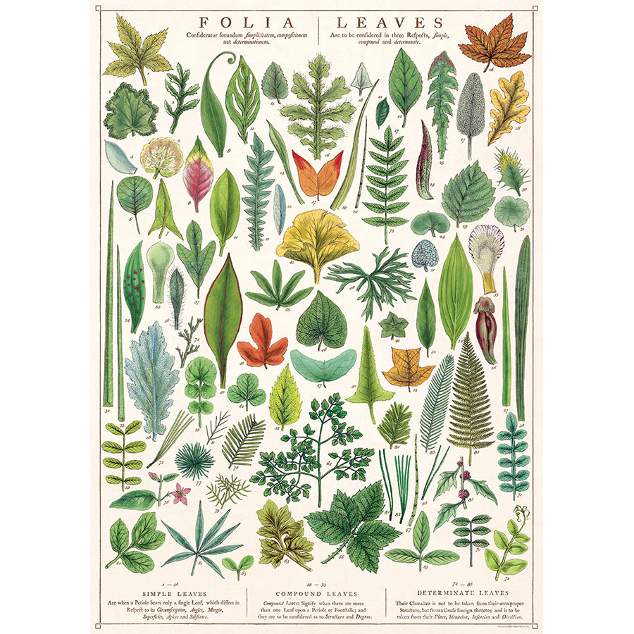 Folia Leaves Poster/Wrap