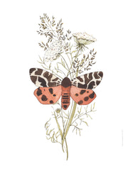 Art Print - Moth & Lace No. 0021
