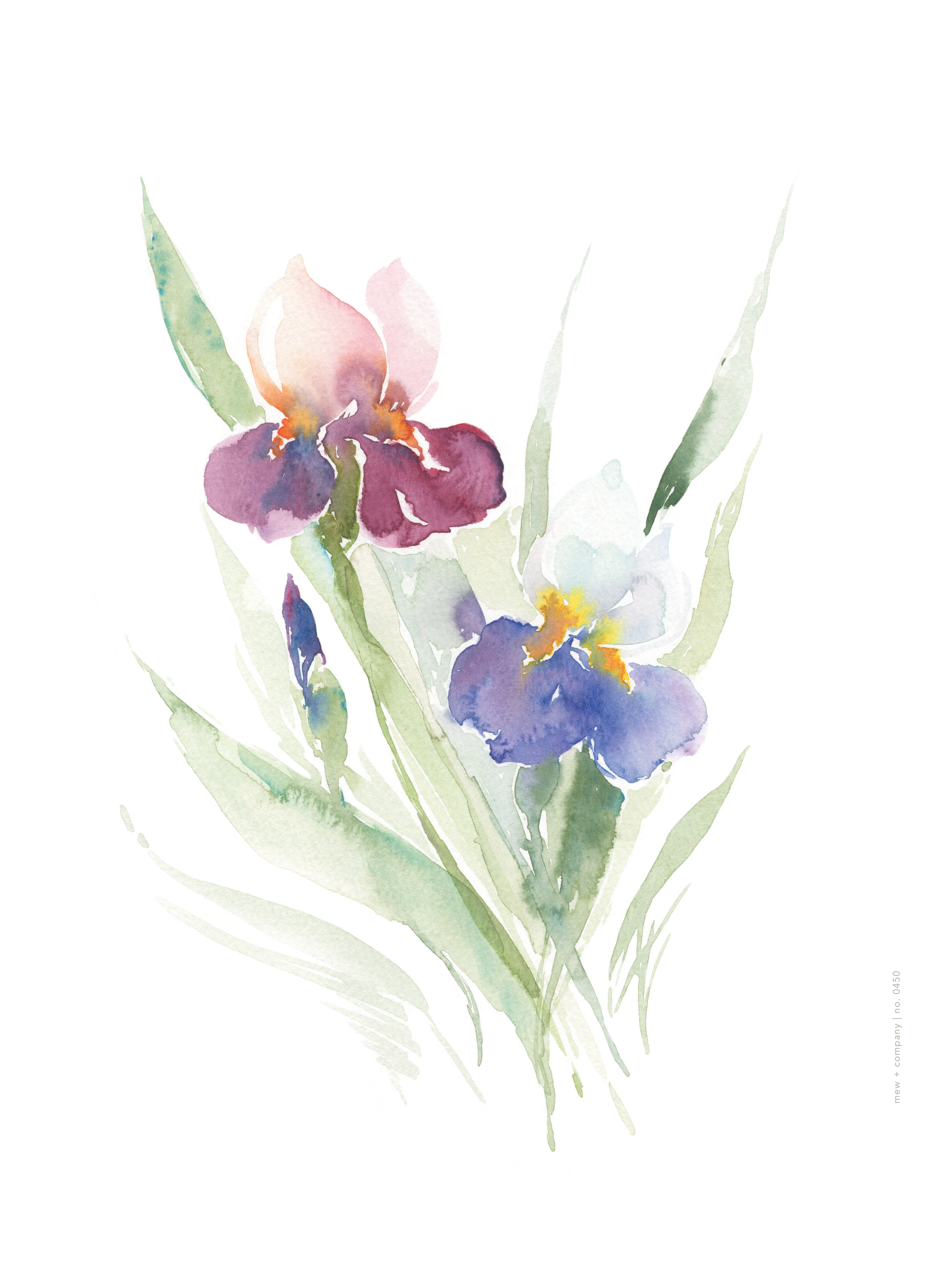 Art Print - Iris No. 0450