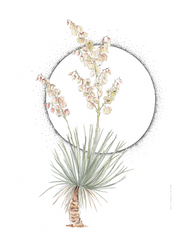 Art Print - Yucca Bloom No. 0460