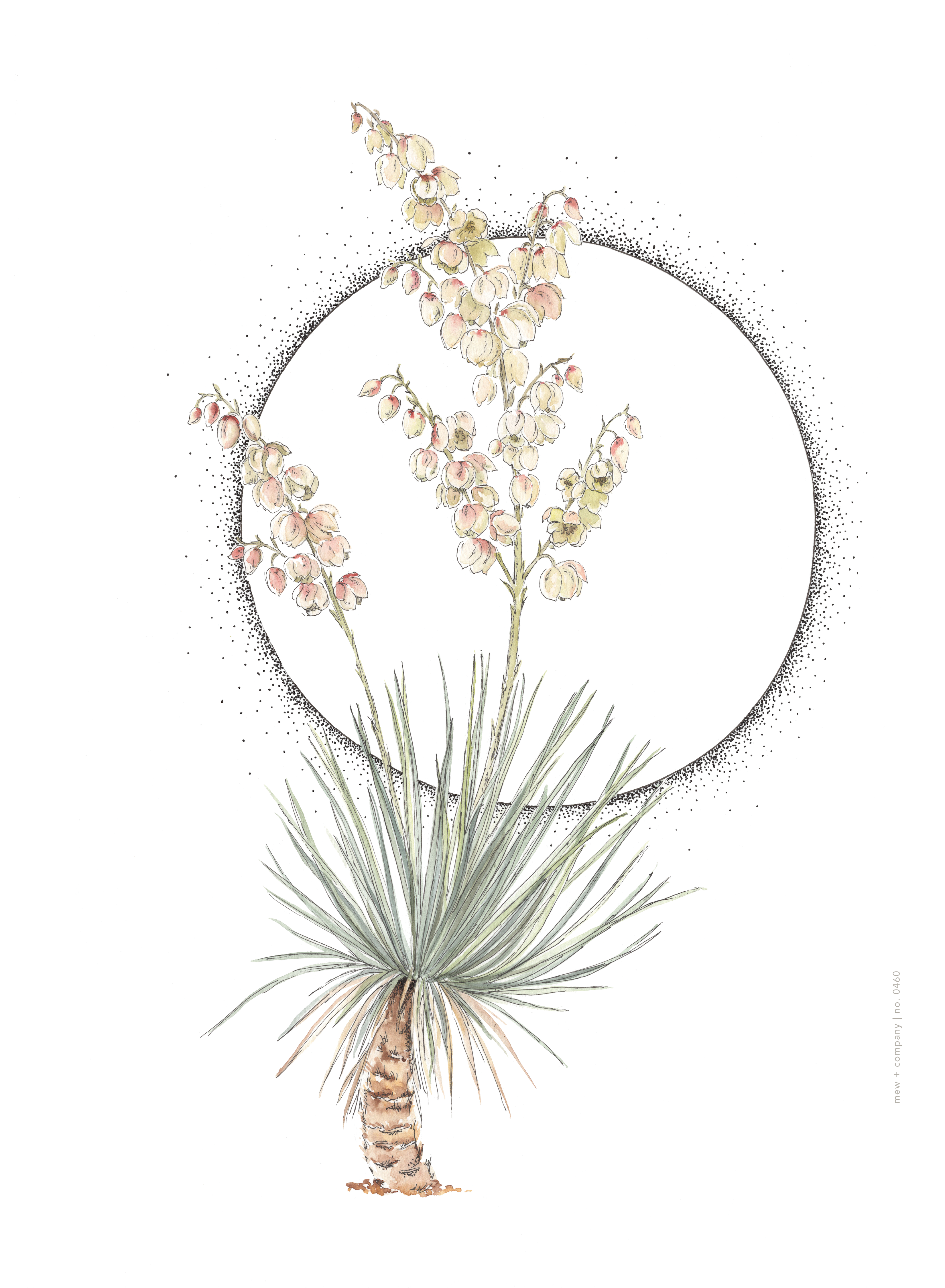 Art Print - Yucca Bloom No. 0460