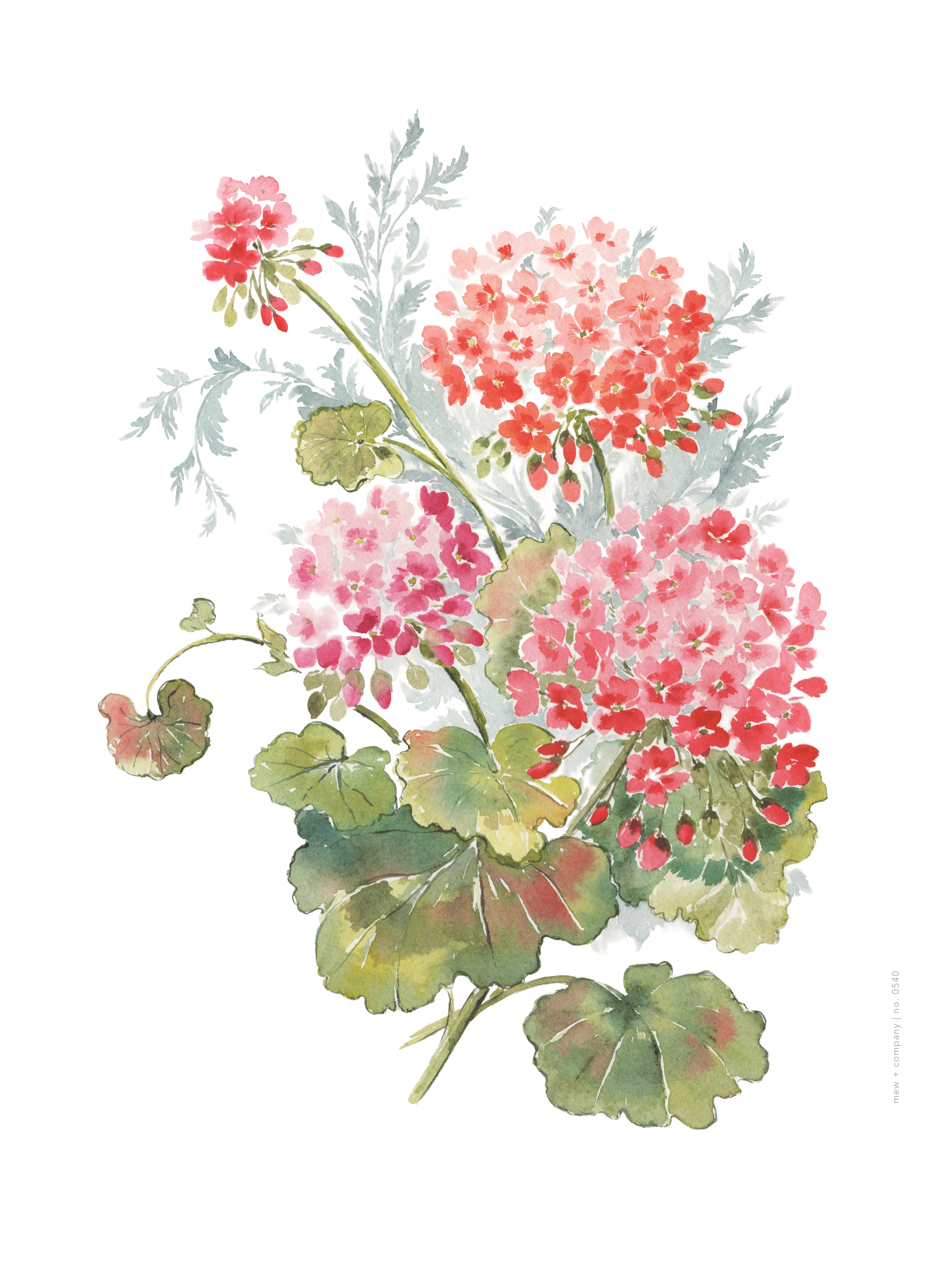 Art Print - Geraniums No. 0540