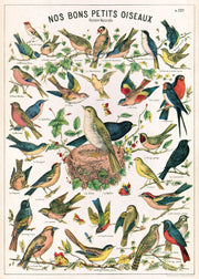 Bird Chart Poster/Wrap