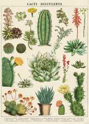 Cacti & Succulents Poster/Wrap