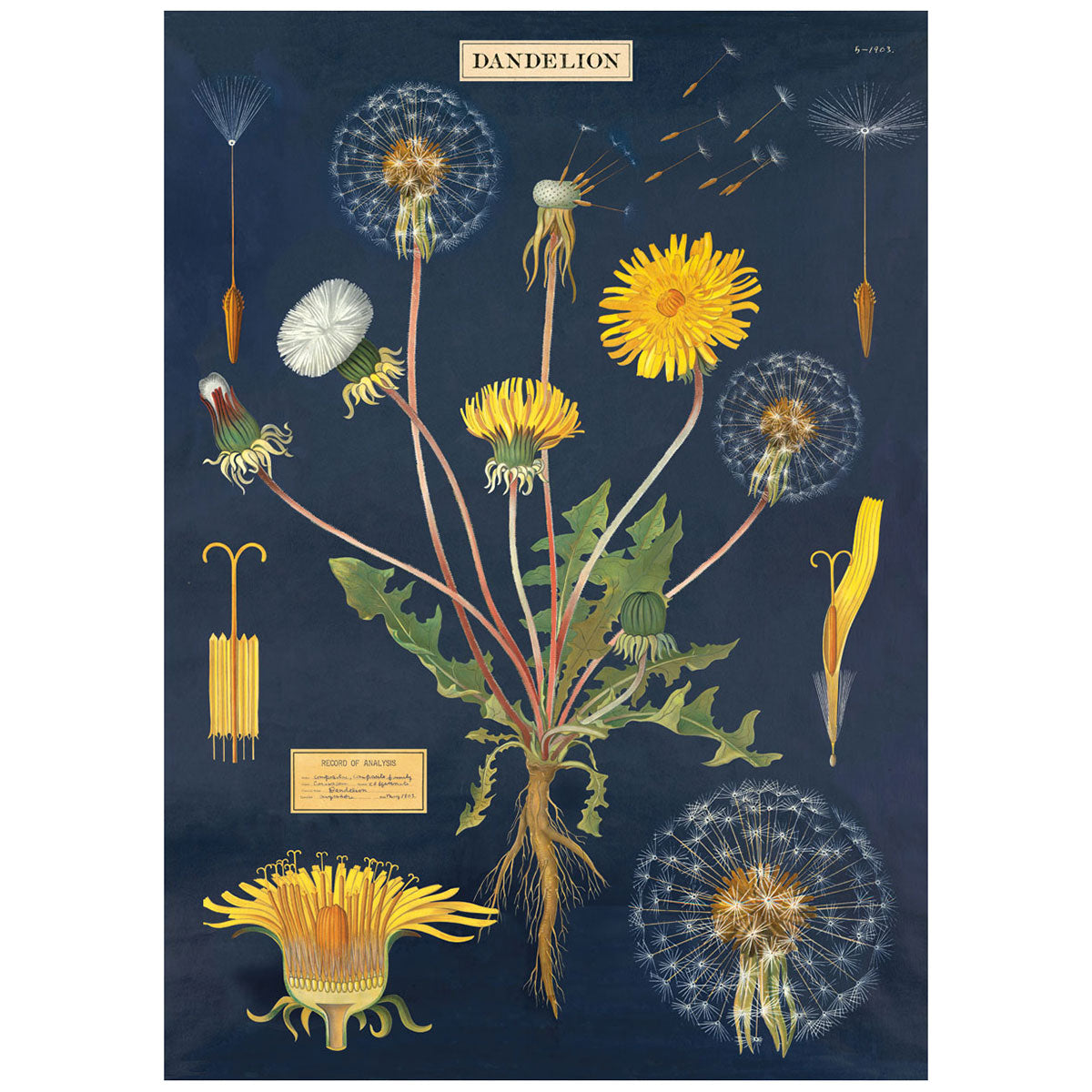 Dandelion Chart Poster/Wrap