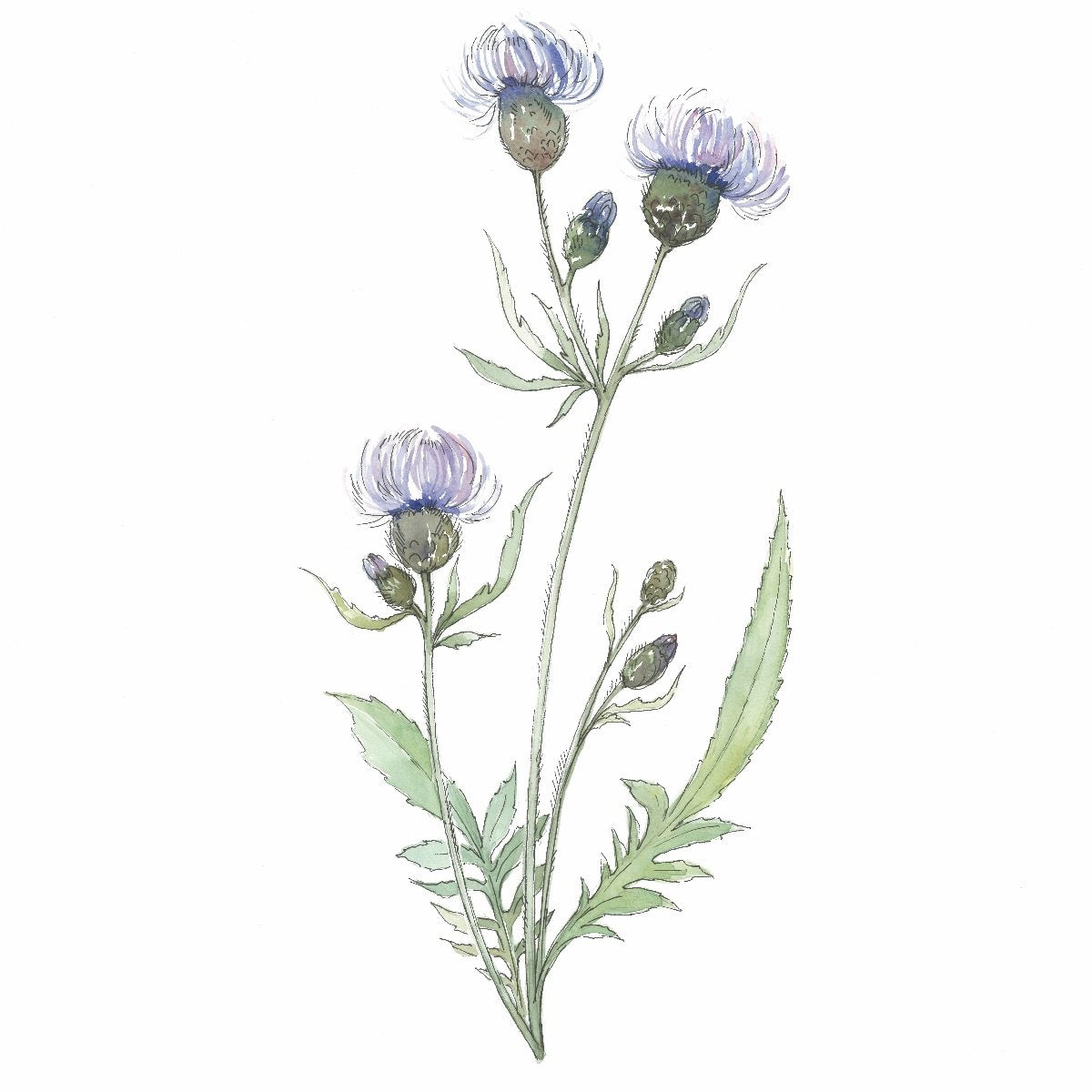 Art Print - Thistle No. 0081 | Discontinued 50% off