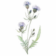 Art Print - Thistle No. 0081 | Discontinued 50% off