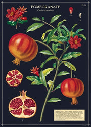 Pomegranate Poster/Wrap